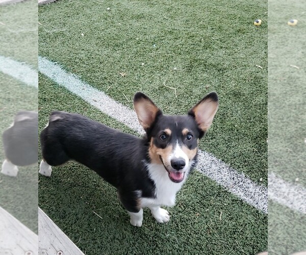Medium Photo #1 Pembroke Welsh Corgi Puppy For Sale in BRIGGSDALE, CO, USA