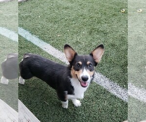 Mother of the Pembroke Welsh Corgi puppies born on 09/27/2025