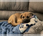Small #1 Mutt