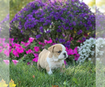 Small Photo #12 English Bulldog Puppy For Sale in NAPPANEE, IN, USA