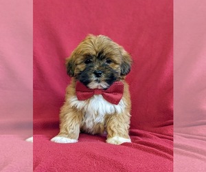Lhasa Apso-Poodle (Toy) Mix Puppy for sale in LINCOLN UNIV, PA, USA