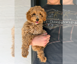 Bichon Frise-Goldendoodle Mix Puppy for sale in BRUSH PRAIRIE, WA, USA