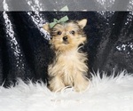 Small #1 Yorkshire Terrier