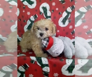 Yo-Chon Puppy for sale in SCOTTVILLE, MI, USA