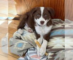 Small #2 Australian Shepherd Mix