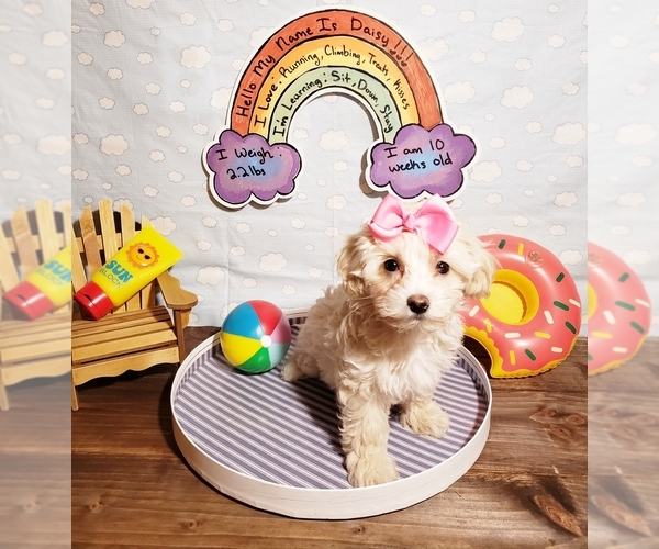 Medium Photo #4 Maltipoo Puppy For Sale in INDEPENDENCE, MO, USA
