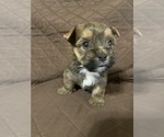 Small #14 Yorkshire Terrier