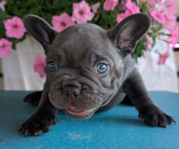 Medium Photo #6 French Bulldog Puppy For Sale in GOSHEN, IN, USA