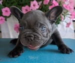Small #5 French Bulldog