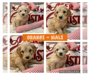 Goldendoodle Puppy for sale in THE COLONY, TX, USA