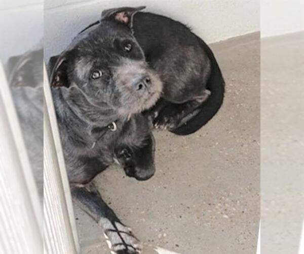 Medium Photo #1 Mutt Puppy For Sale in Houston, TX, USA