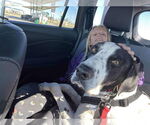 Small #2 Great Dane-Pointer Mix