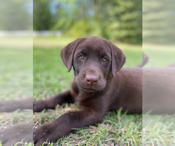 Medium Photo #1 Labrador Retriever Puppy For Sale in EASTMAN, GA, USA