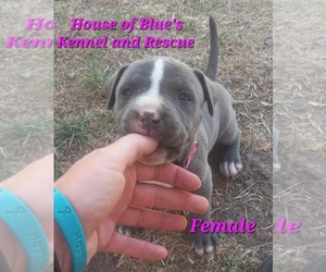 American Pit Bull Terrier Puppy for sale in DELAWARE, OH, USA