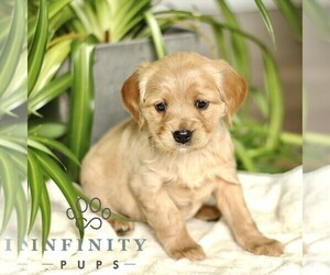 Golden Retriever Puppy for sale in STRASBURG, PA, USA