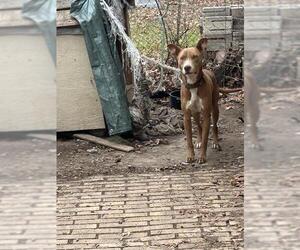 American Staffordshire Terrier-Labrador Retriever Mix Dogs for adoption in San Antonio, TX, USA