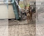 Small American Staffordshire Terrier-Labrador Retriever Mix