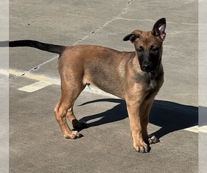 Belgian Malinois Puppy for sale in MOSES LAKE, WA, USA