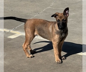 Medium Belgian Malinois