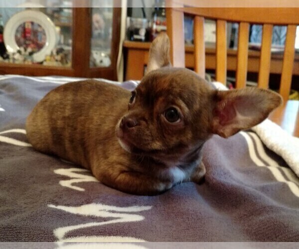 Medium Photo #3 Chihuahua Puppy For Sale in CHESAPEAKE, VA, USA