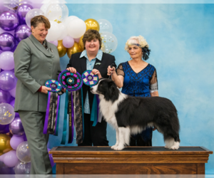 Father of the Border Collie puppies born on 12/14/2022
