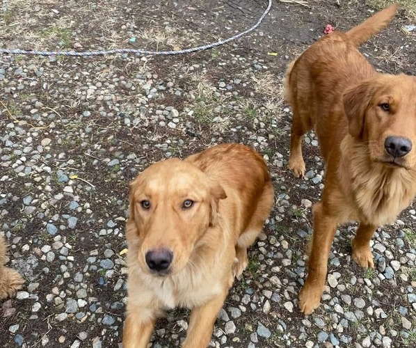 Medium Photo #1 Golden Retriever Puppy For Sale in ALEXANDRIA, MN, USA