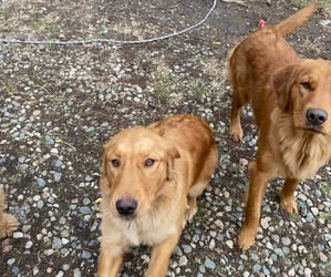 Mother of the Golden Retriever puppies born on 05/03/2025
