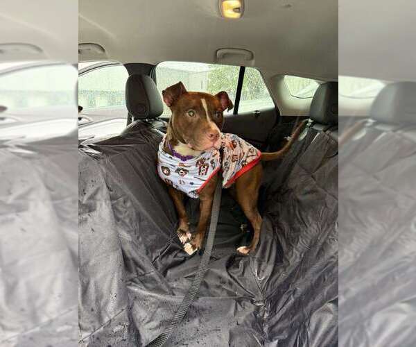 Medium Photo #7 American Pit Bull Terrier-Unknown Mix Puppy For Sale in Crete, IL, USA