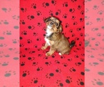 Small #7 Shorkie Tzu