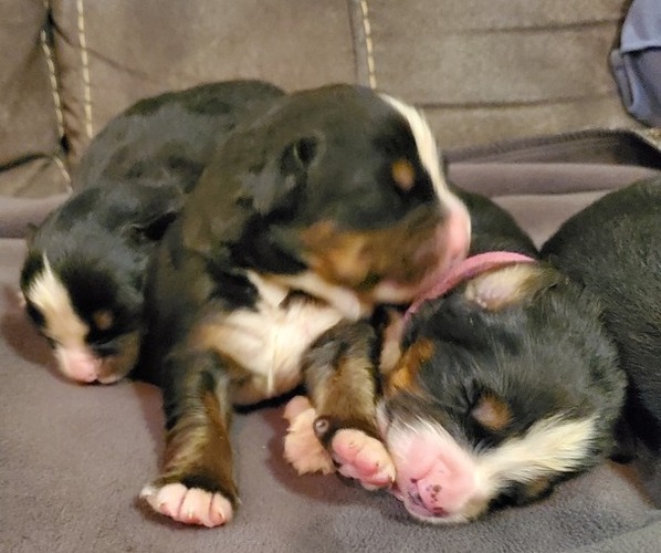 Medium Photo #22 Bernese Mountain Dog Puppy For Sale in LEETONIA, OH, USA
