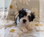 Small #2 Poodle (Miniature)-Zuchon Mix