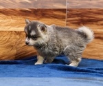 Frosty - Male Pomsky Puppy for Sale - Photo #5