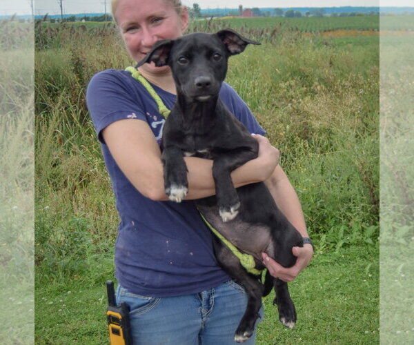 Medium Photo #4 Border Collie-Unknown Mix Puppy For Sale in Huntley, IL, USA