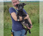 Small #3 Border Collie Mix