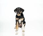 Small #1 Australian Shepherd Mix