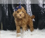 Puppy Tommy F1B Goldendoodle (Miniature)