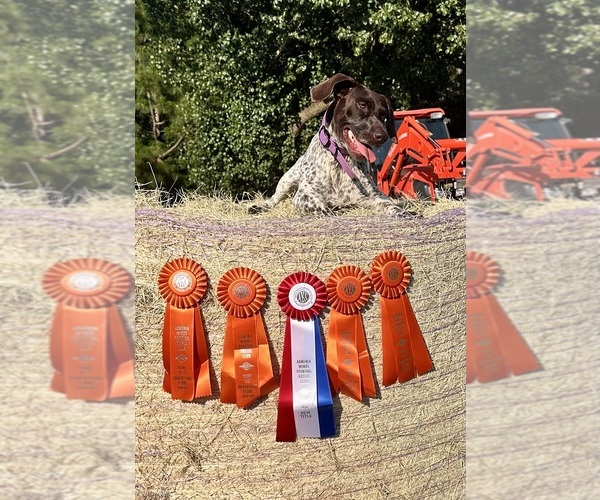 Medium Photo #1 German Shorthaired Pointer Puppy For Sale in LEXINGTON, SC, USA