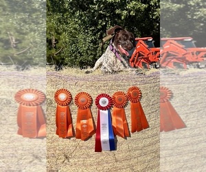Mother of the German Shorthaired Pointer puppies born on 12/21/2025