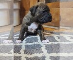 Puppy 5 Boxer
