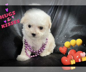 Maltipoo Puppy for sale in SAN FRANCISCO, CA, USA