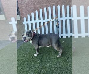 Bulldog-Unknown Mix Dogs for adoption in Modesto, CA, USA