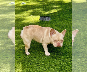 Mother of the French Bulldog puppies born on 09/15/2025