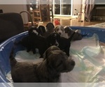 Small Photo #15 Aussiedoodle-Poodle (Standard) Mix Puppy For Sale in COMMERCE, MI, USA