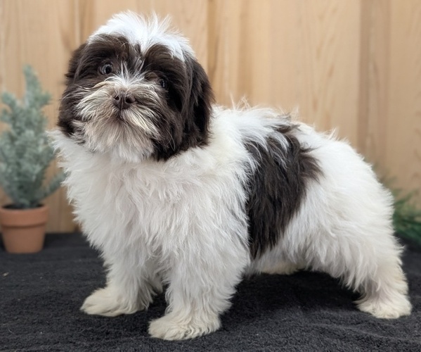 Medium Photo #8 Havanese Puppy For Sale in GOSHEN, IN, USA