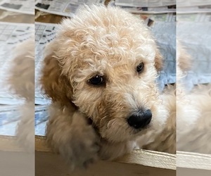 Goldendoodle Puppy for sale in FOUNTAIN, CO, USA