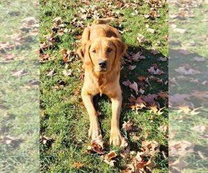 Mother of the Golden Retriever puppies born on 09/26/2025