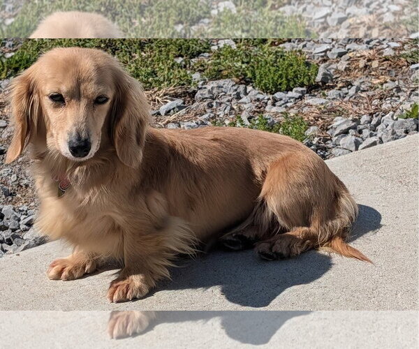 Medium Photo #2 Dachshund Puppy For Sale in Shelbyville, TN, USA