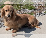 Small #1 Dachshund