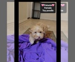 Small #1 Poodle (Toy)