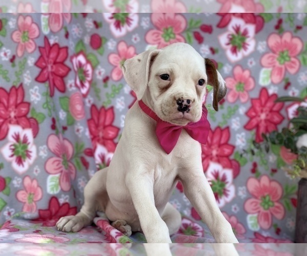 Medium Photo #1 Boxer Puppy For Sale in LANCASTER, PA, USA